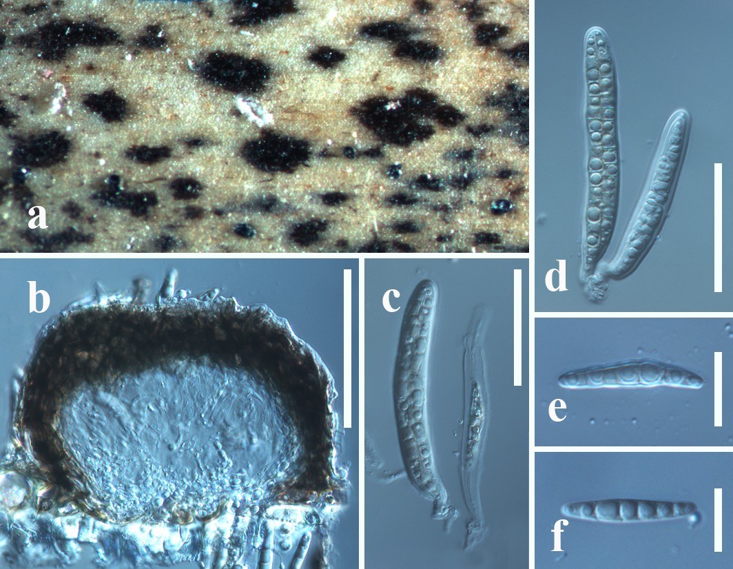 Figure 21